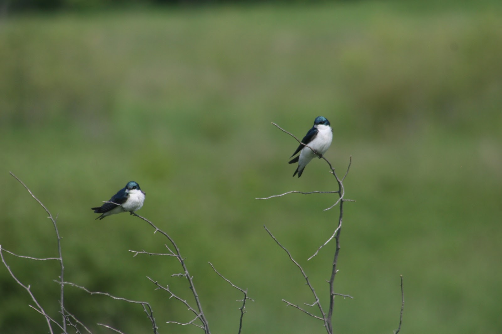 Isabella Conservation District Environmental Education Program Native