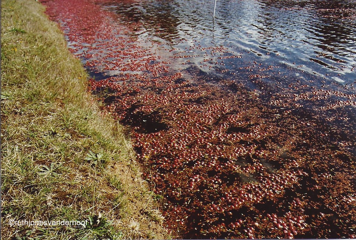 Photos Taken by Ruth Jones Vanderhoof. (My Mother) Cranberry Bogs