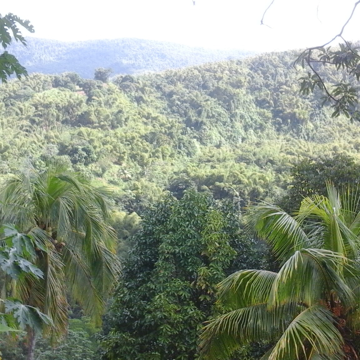 View of a hill from Portland, Jamaica