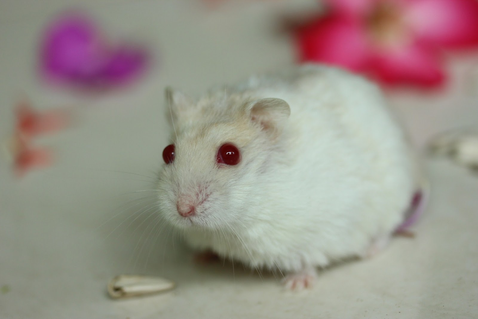 Gallery Hamster 4 Winter White Pearl Red Eyes Your Title gallery-hamster-4-winter-white-pearl-red-eyes-your-title