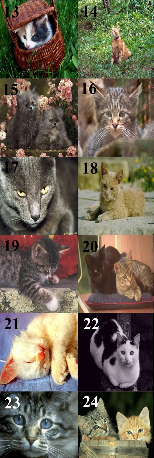 Download Gambar Kucing Lucu Imut Bbt Blog Baca Tulis 13