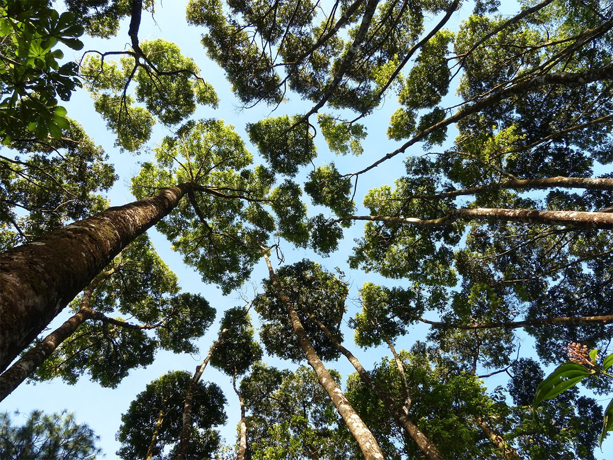 Flares into Darkness Crown Shyness