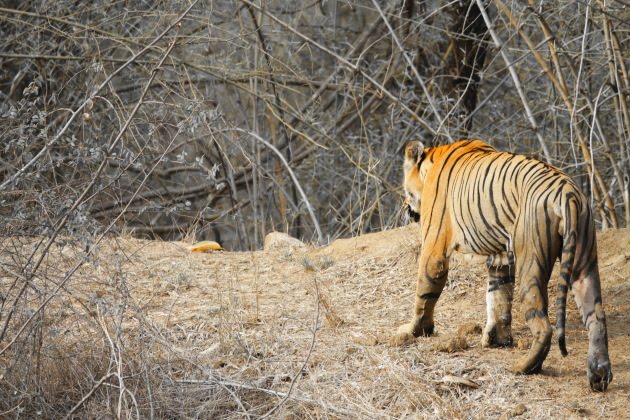 The king of Tadoba Tiger Reserve, India