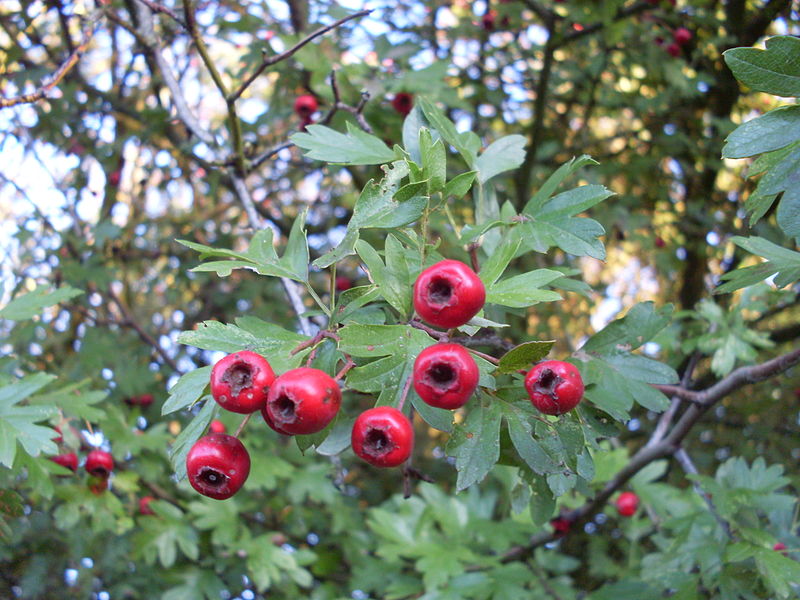 Hawthorn