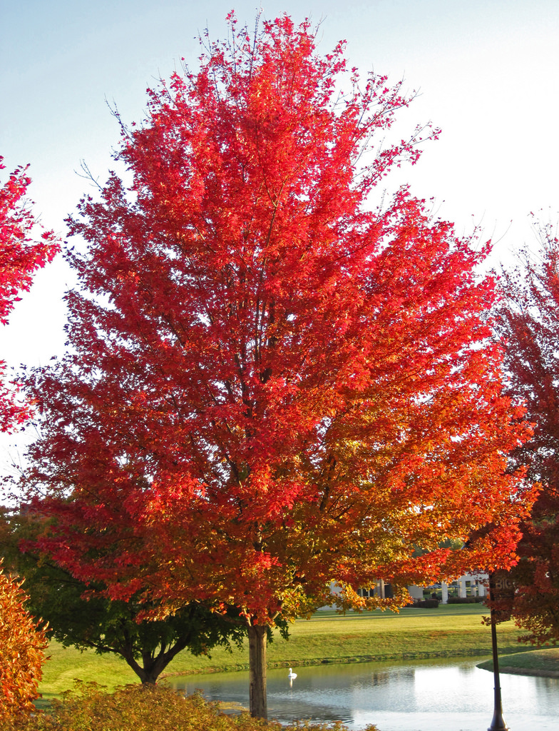 Silver Maple Tree Facts Green Thumb Magazine