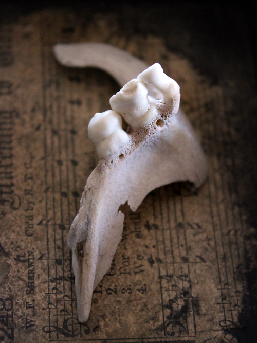 Found Bones - Nichola Battilana