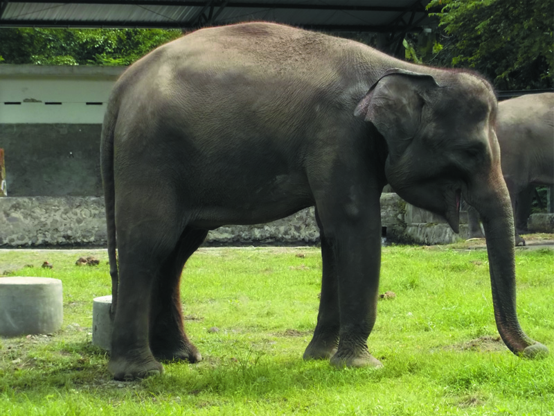  Foto Foto Gajah di Kebun Binatang Gembiraloka Fauna Gue