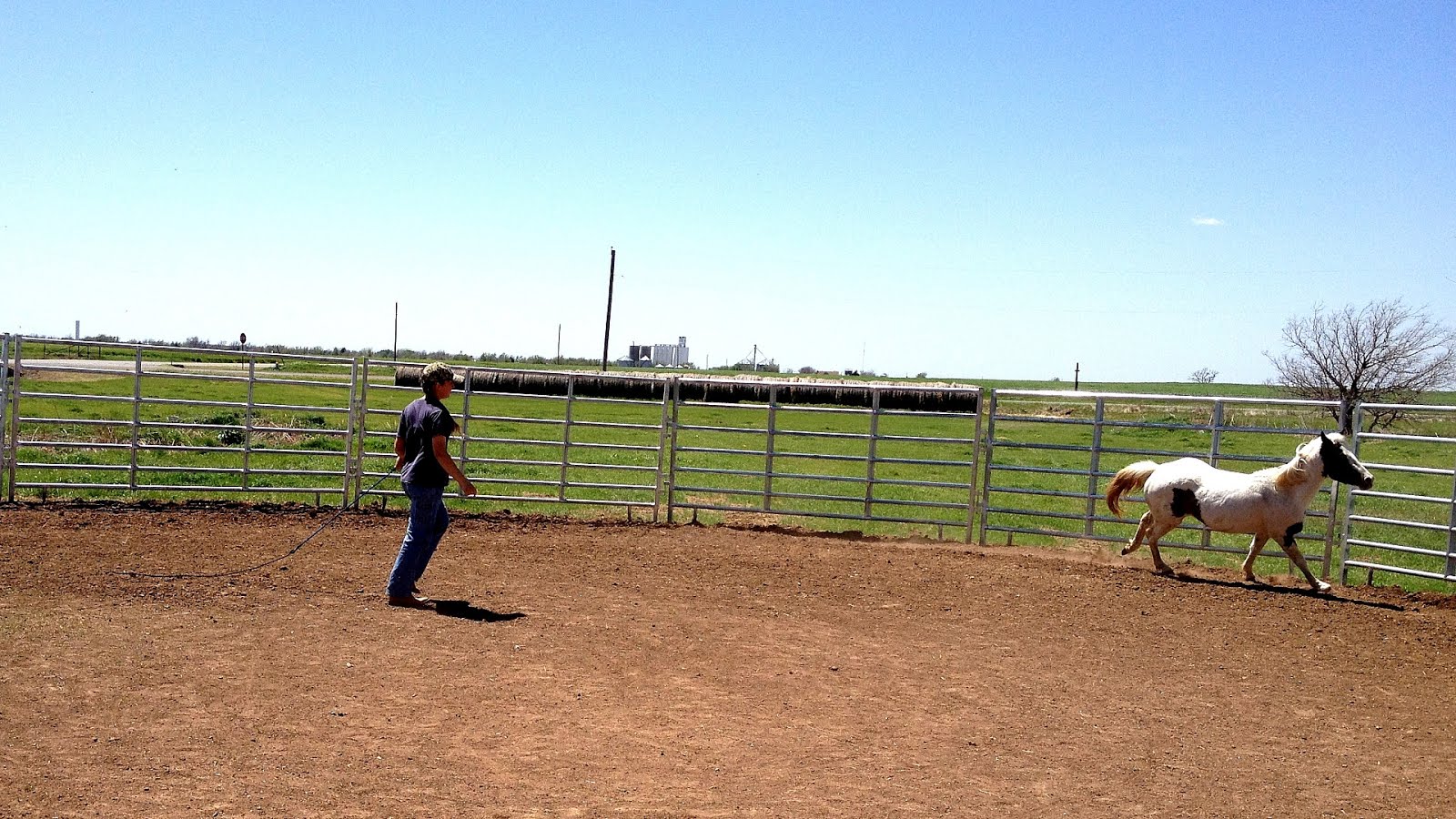 Horse Round Pen Training Horse Choices
