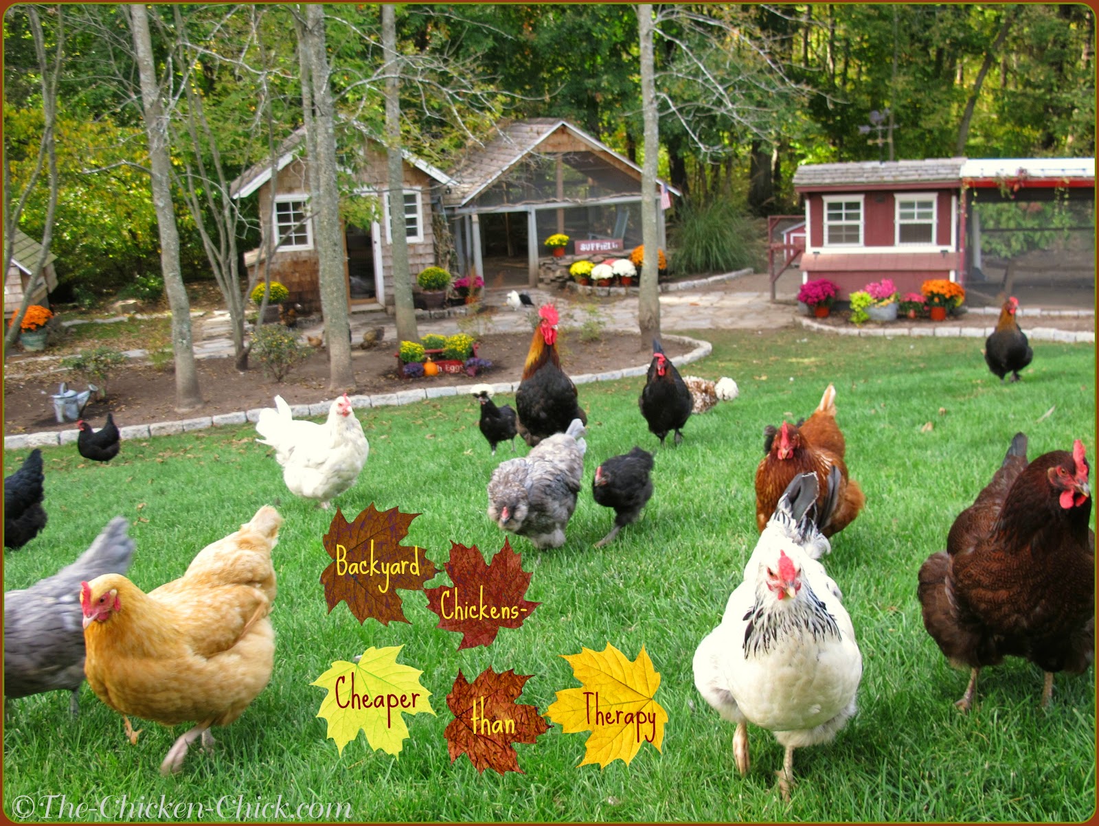 Favorite Things Friday Backyard Chickens Dad Is Learning backyard idea