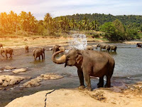 Indian Wildlife and 38 Cultural Tour Indian Wildlife and 38 Cultural Tour