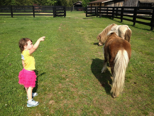 little girl with 2 ponies