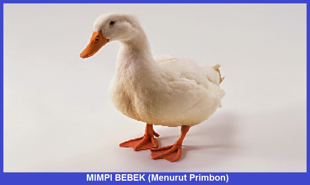 Mimpi Bebek Menurut Primbon Kata Tafsir Mimpi Bebek Menurut Primbon Kata Tafsir