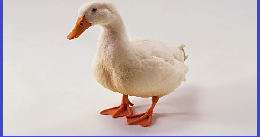 Mimpi Bebek Menurut Primbon