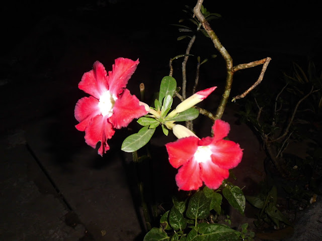 Red Adenium Flower in the Night Photoshoot