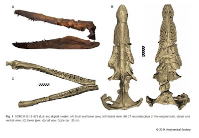 Pliosaurus skull