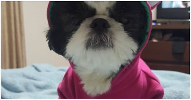 10 razões que o Shih Tzu é o melhor cão!