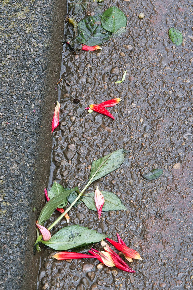 red flowers in the gutter