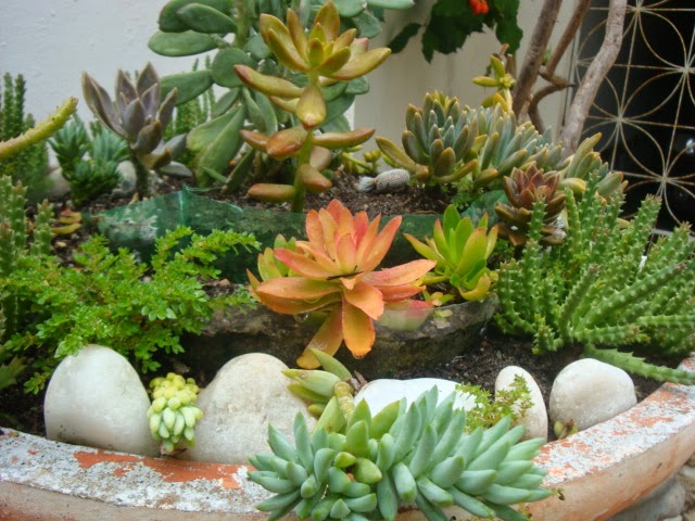 Suculentas coloridas.