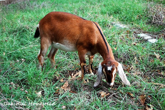 A brown Nubian dairy goat eating weeds and leaves in a pasture.