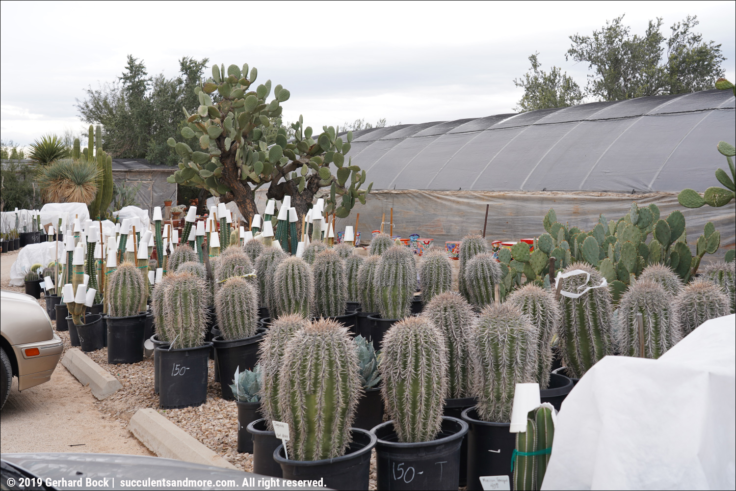 Bach's Cactus Nursery in Tucson on a chilly winter day