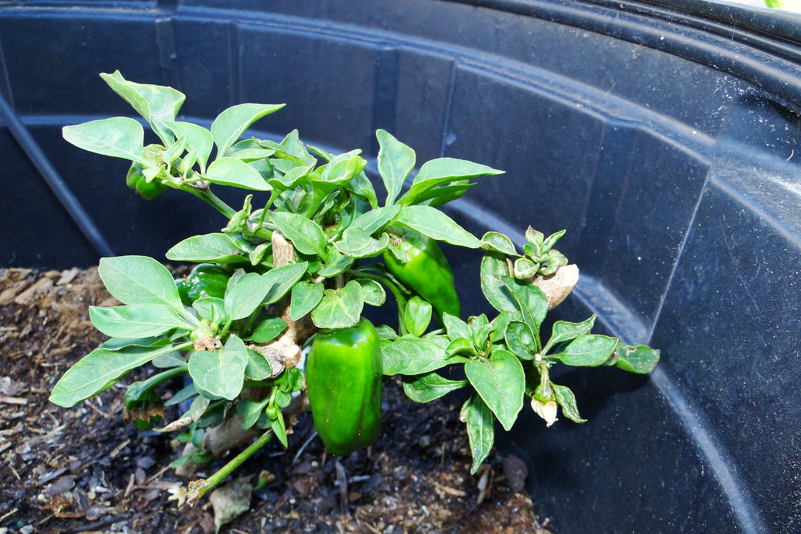 Alejandro Pepper Farm Bonsai Sweet Heat Peppers