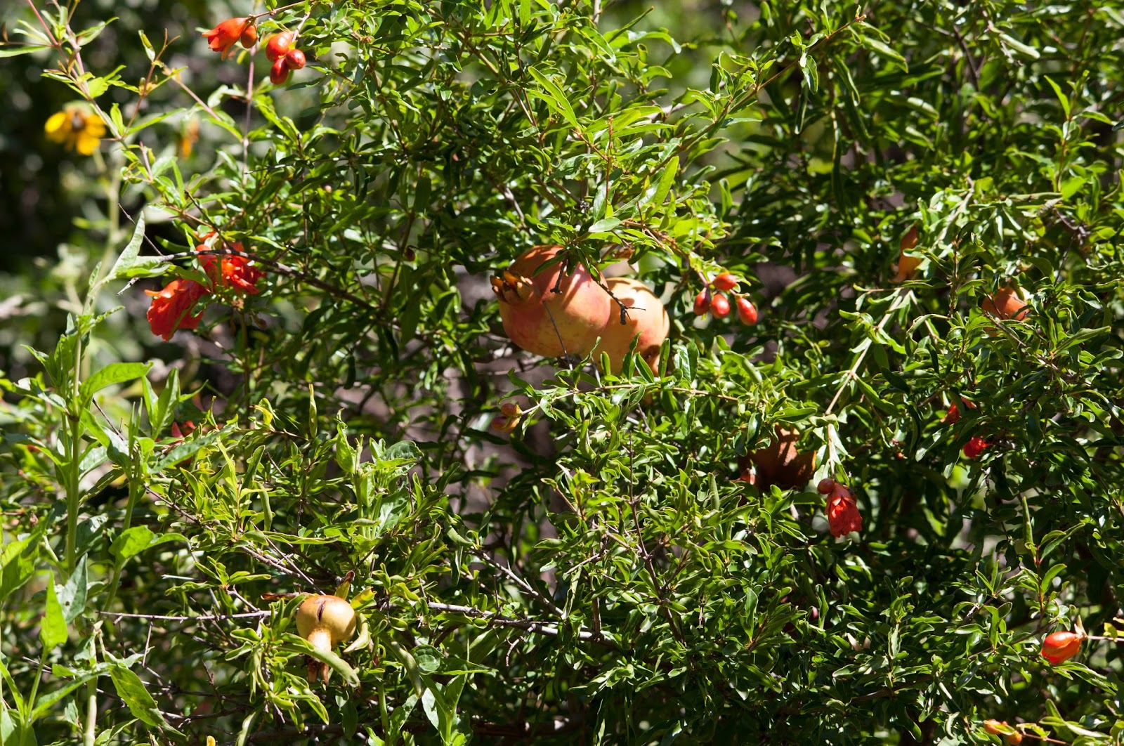 Walking Arizona Pomegranate