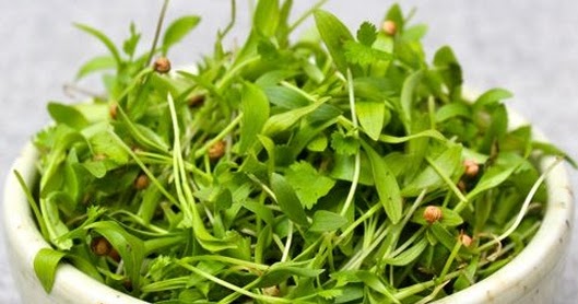 coriander indonesia cara menanam cilantro microgreens microgreens indonesia coriander indonesia cara menanam cilantro microgreens microgreens indonesia