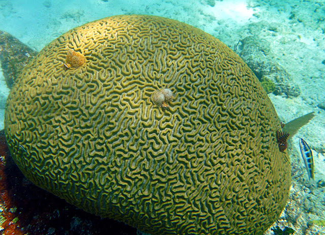 Belize Central America geology travel trip tour reef karst caves ocean coral