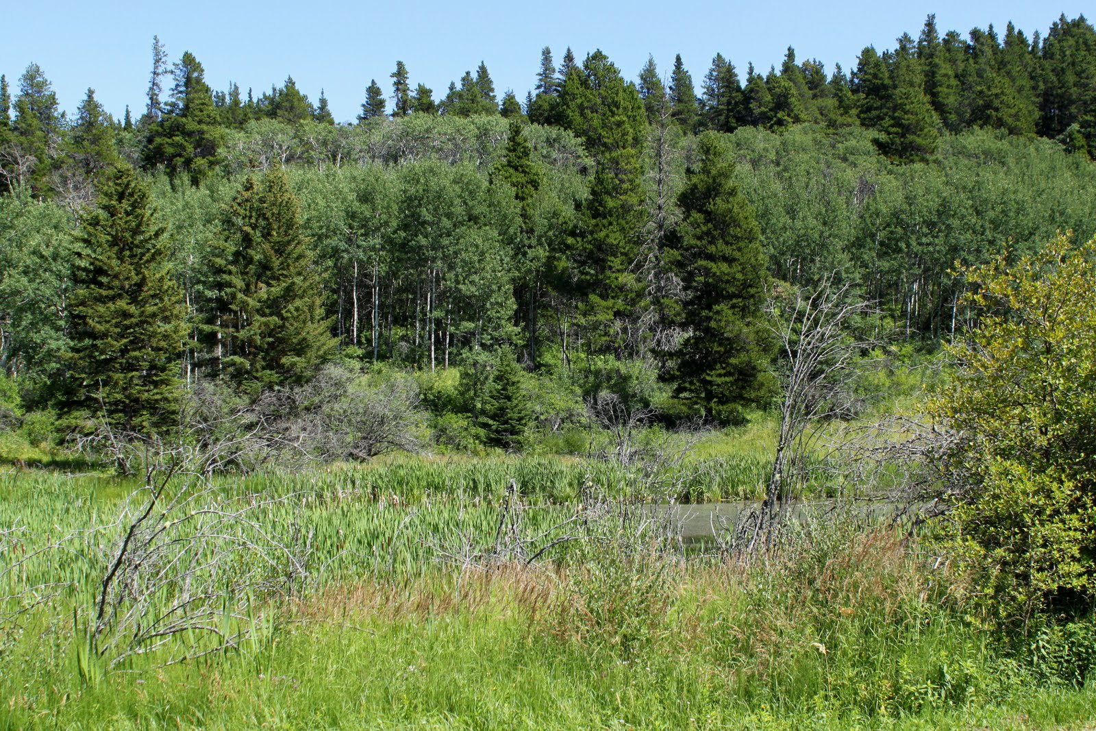 Still Life With Birder Cypress Hills Centre Block