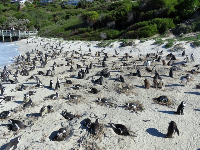 African Penguins at Boulders Beach