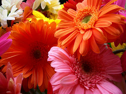 flowers wallpapers colorful
