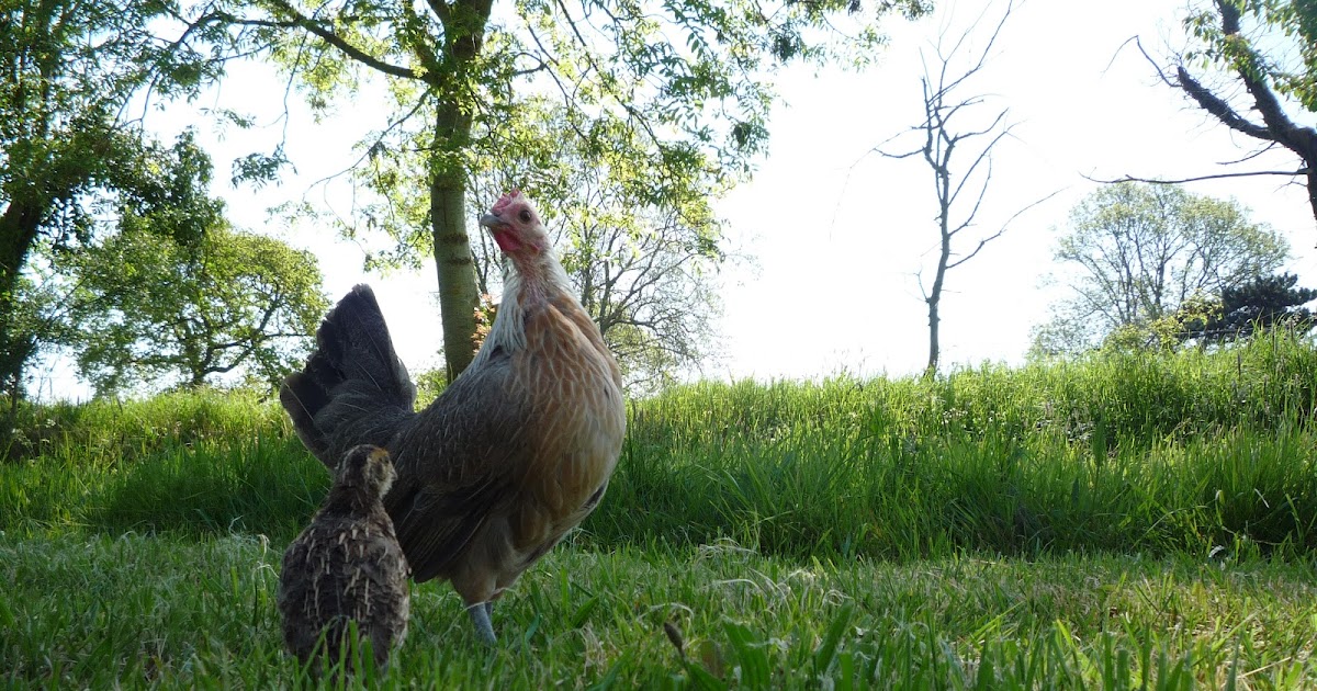 Hen teaches quail chicks to forage and how we free-range them. Hatching