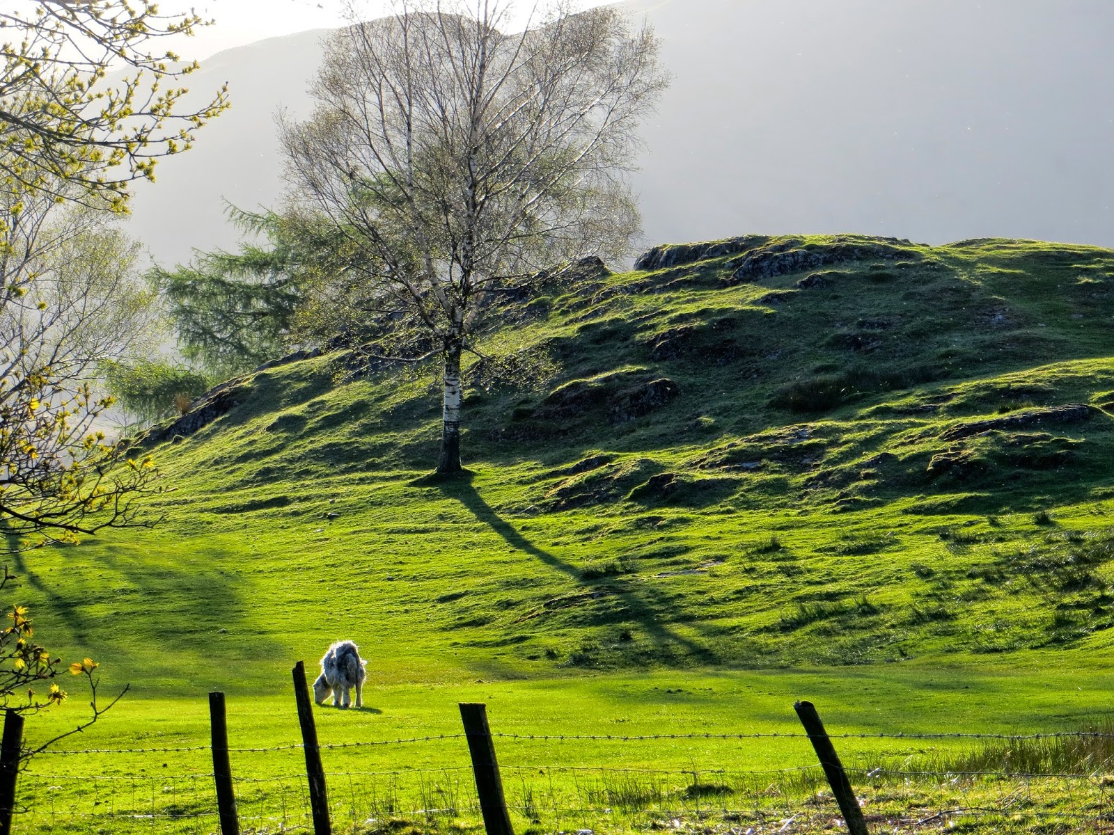 Curiouser and Curiouser Fifty Shades of Green The Lake District in Spring