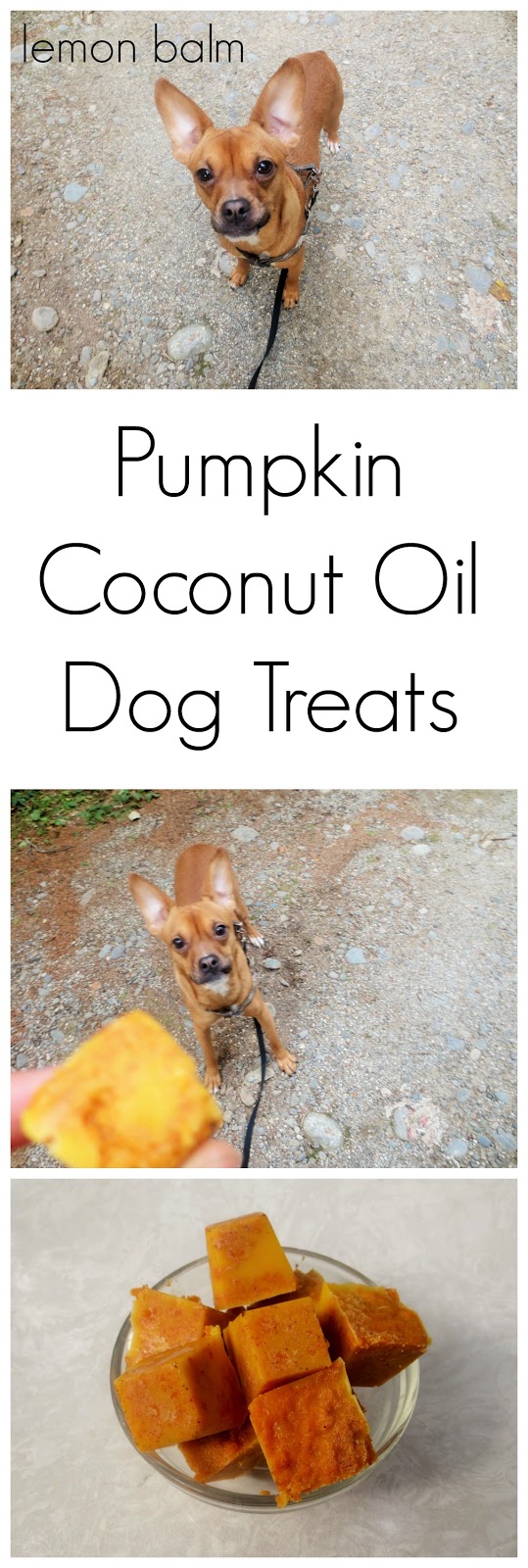 Simple Forest Pumpkin Coconut Oil Dog Treats
