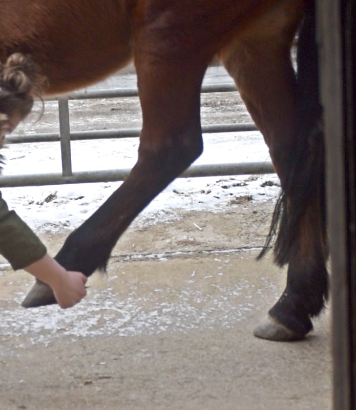 10 Stretches for Your Horse After Every Ride East Valley Feed & Tack