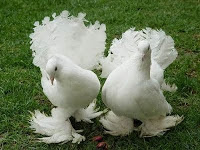 BANCO DE IMAGENS - POMBOS ORNAMENTAIS E EXÓTICOS https://mundoanimalevidaselvagem.blogspot.com.br BANCO DE IMAGENS - POMBOS ORNAMENTAIS E EXÓTICOS https://mundoanimalevidaselvagem.blogspot.com.br