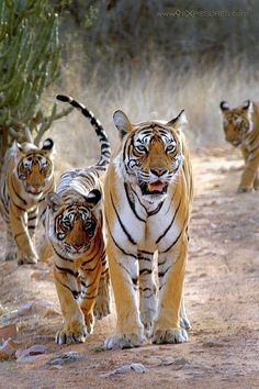 tiger images