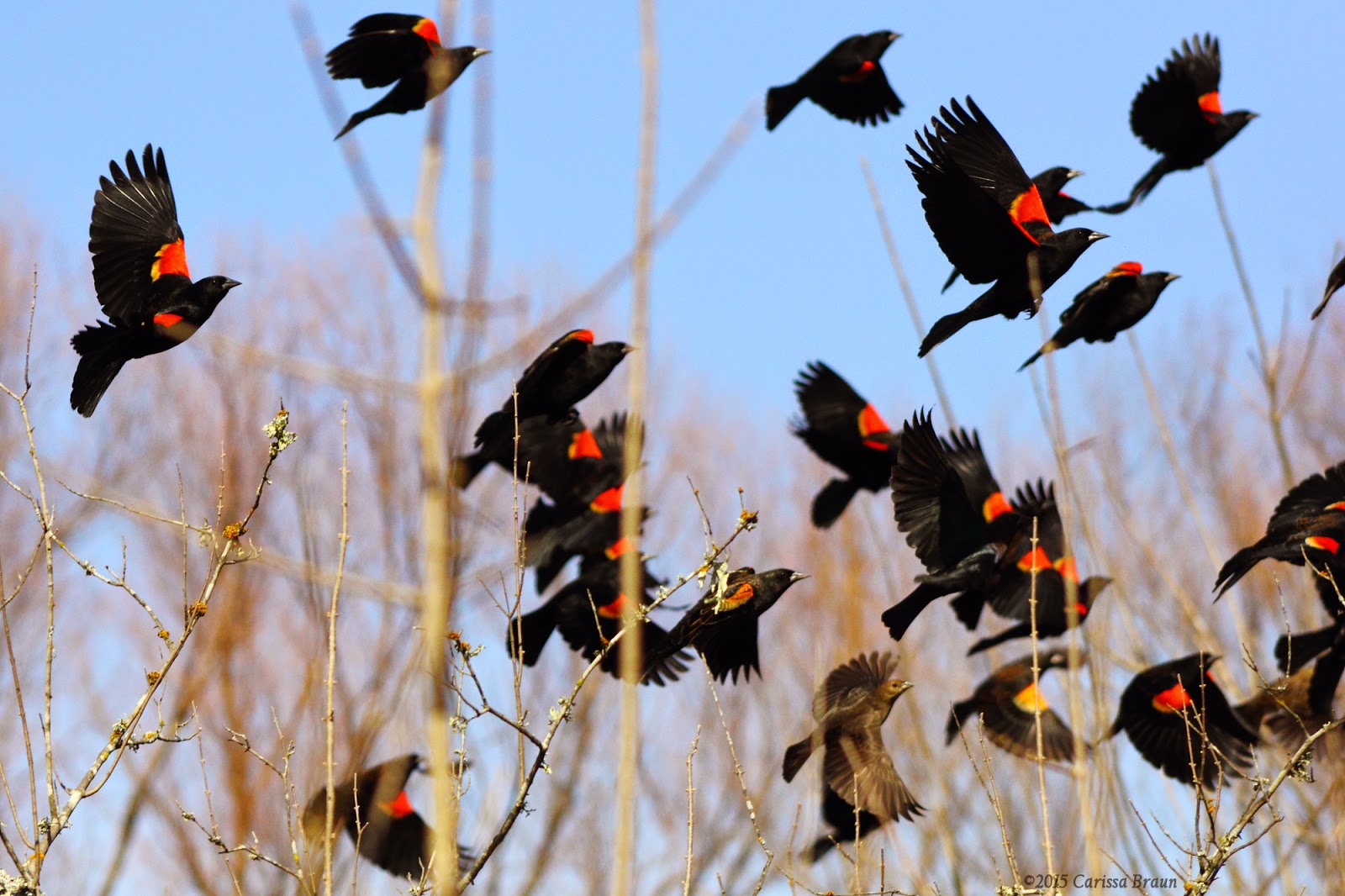 Nature Photography and Facts Redwinged Blackbird