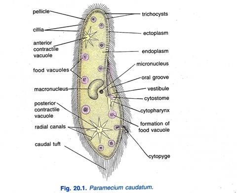 The Neuromotor Apparatus of Paramecium