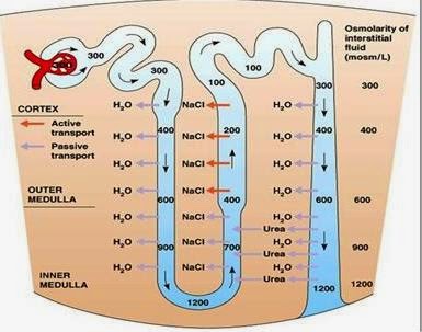 Knowledge Class: Excretion in Vertebrates