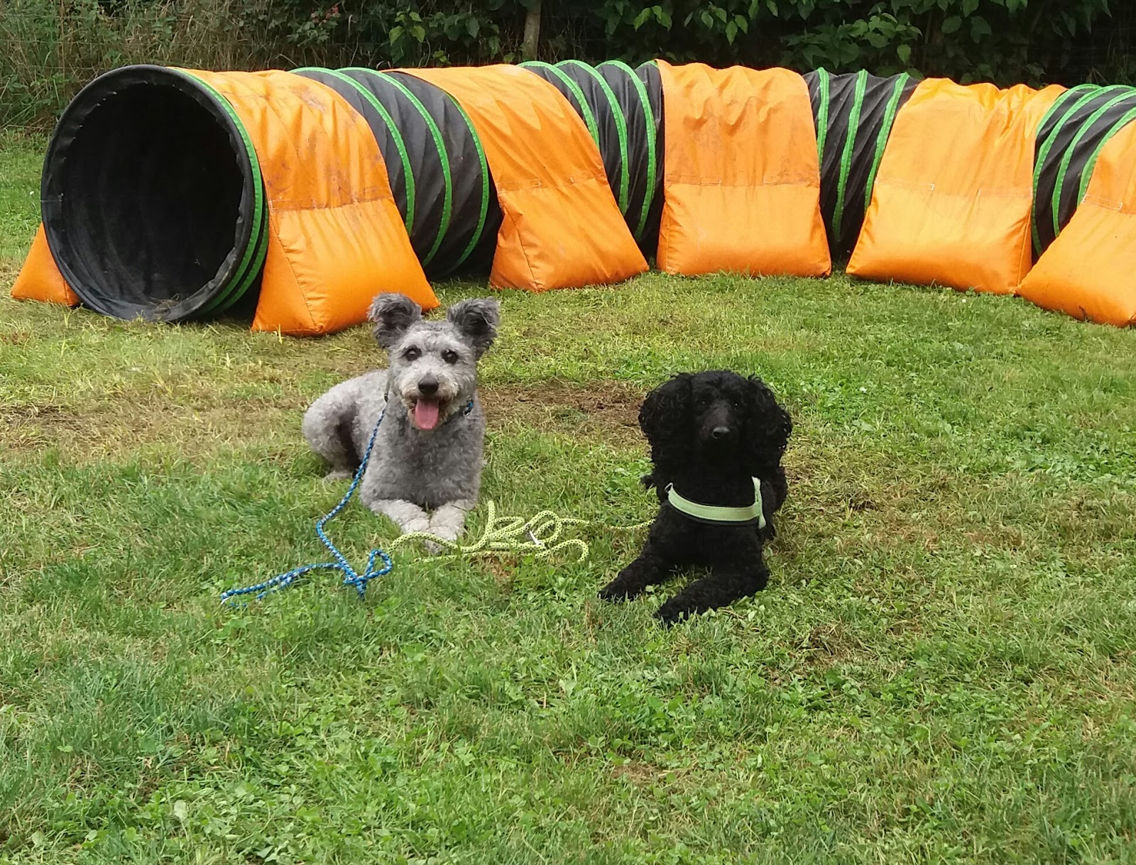 HSV Fetzige Hund� e.V.