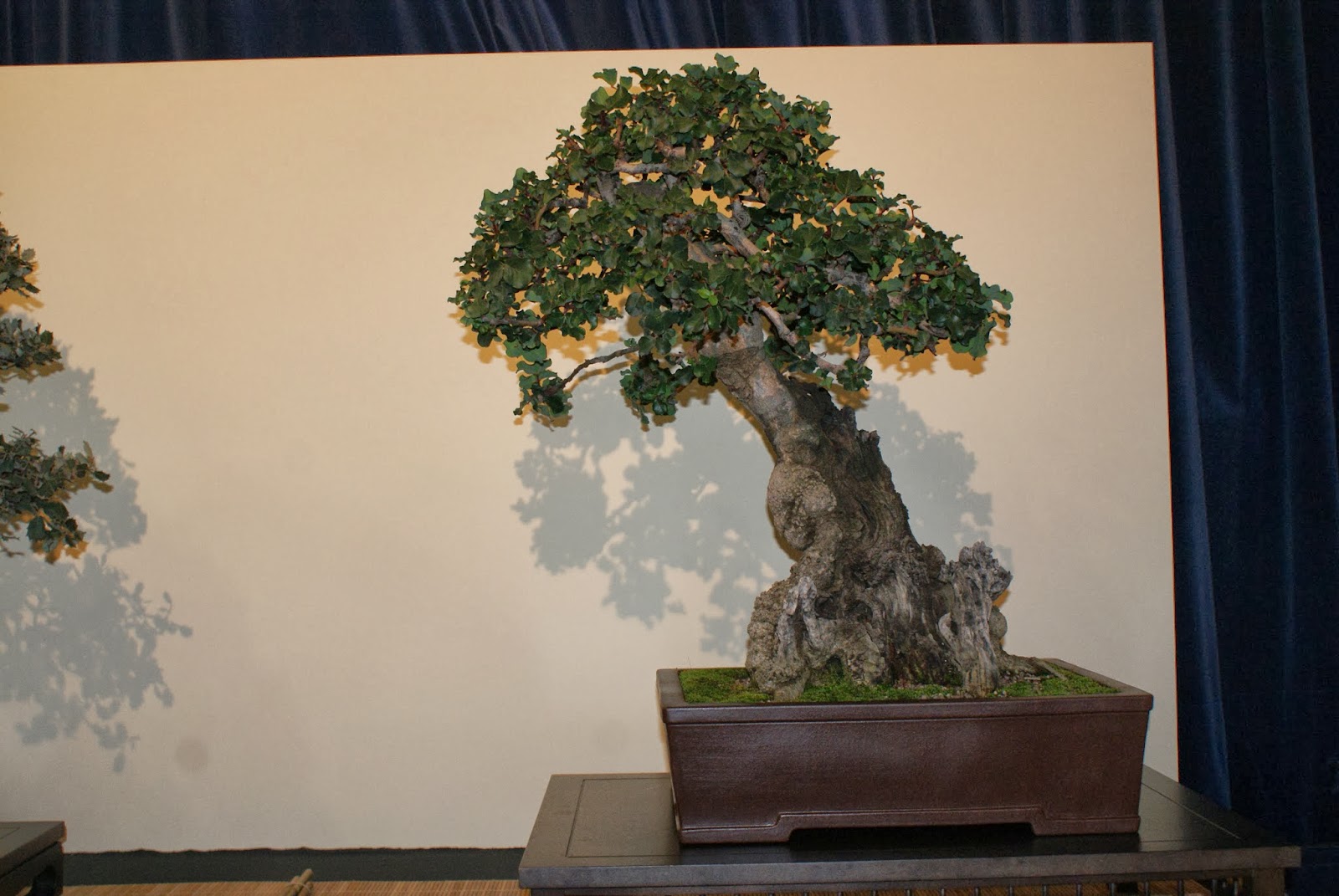 Asociacion Valenciana de Bonsai 2011 IV Exposicion Bonsai Paterna