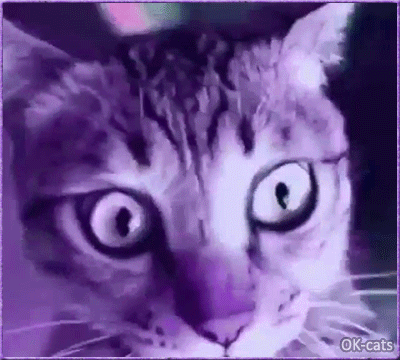 Art Cat GIF • Psycho purple Cat. "HALP! My head is turning and my paws are shaking!" Art Cat GIF • Psycho purple Cat. "HALP! My head is turning and my paws are shaking!"