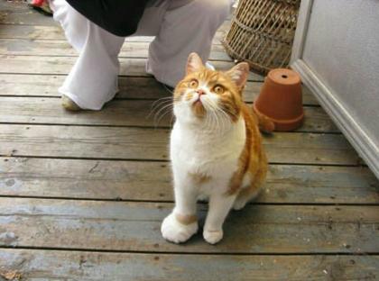 котенок наступил на пчелу