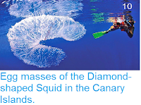 http://sciencythoughts.blogspot.co.uk/2014/05/egg-masses-of-diamond-shaped-squid-in.html
