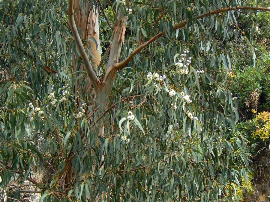 Эвкалиптовое Дерево Листья Фото