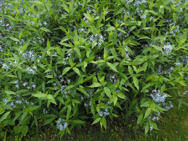 amsonia nadreńska tabernaemontana