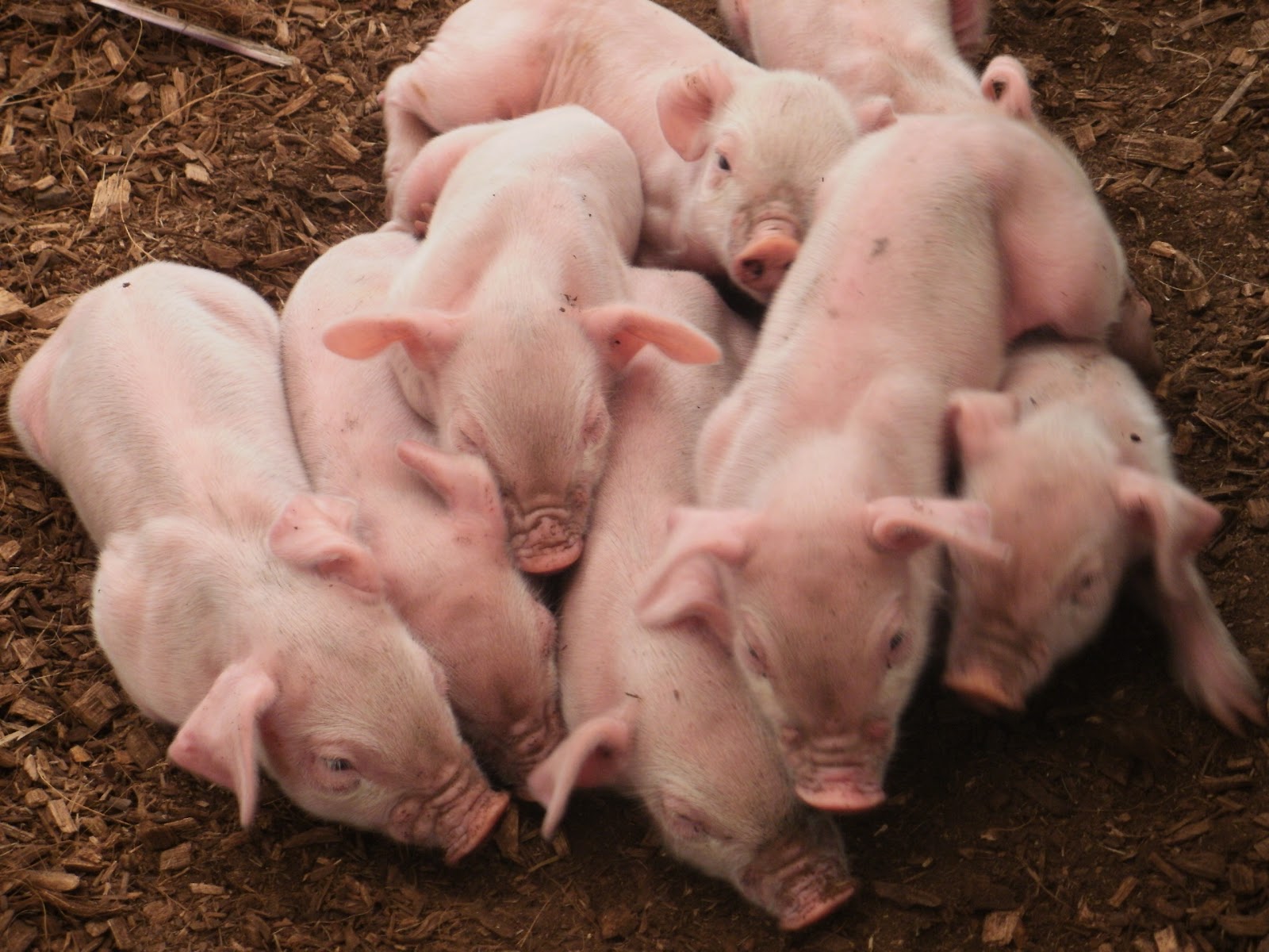 Hubbell's Hog Heaven May 2012