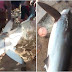 SALVADOR / Pescadores capturam tubarão em praia de Salvador; Vídeo