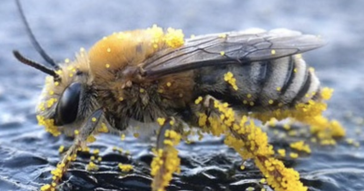 PA Environment Digest Blog May 8 South Mountain Speakers Event